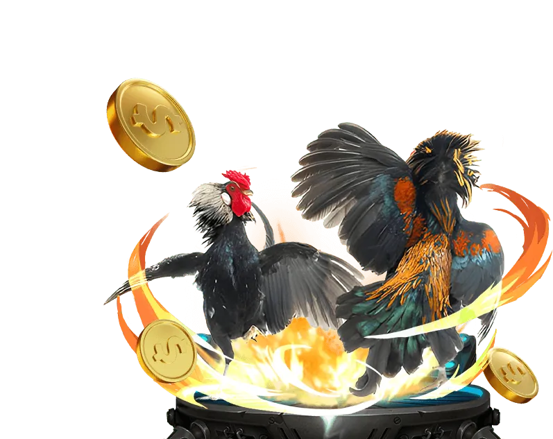 Cược BDD (Hòa) trong đá gà